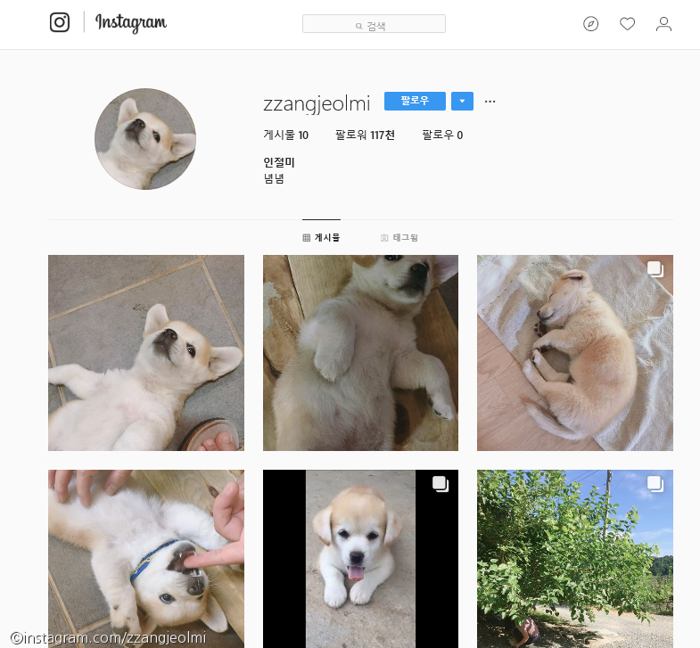 노트펫