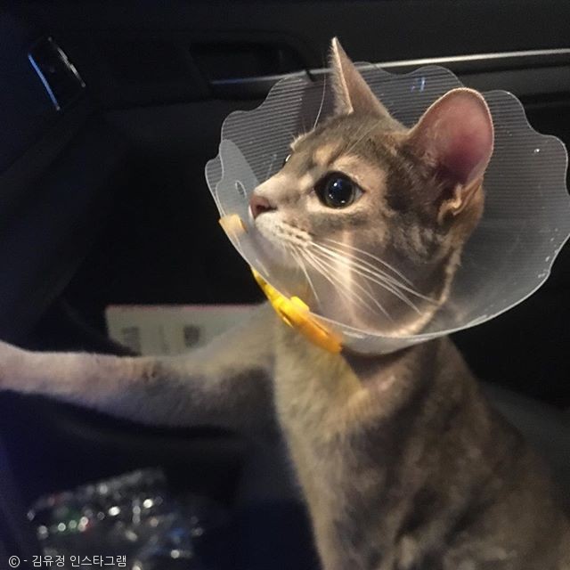 노트펫
