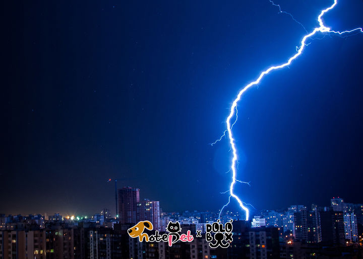 노트펫