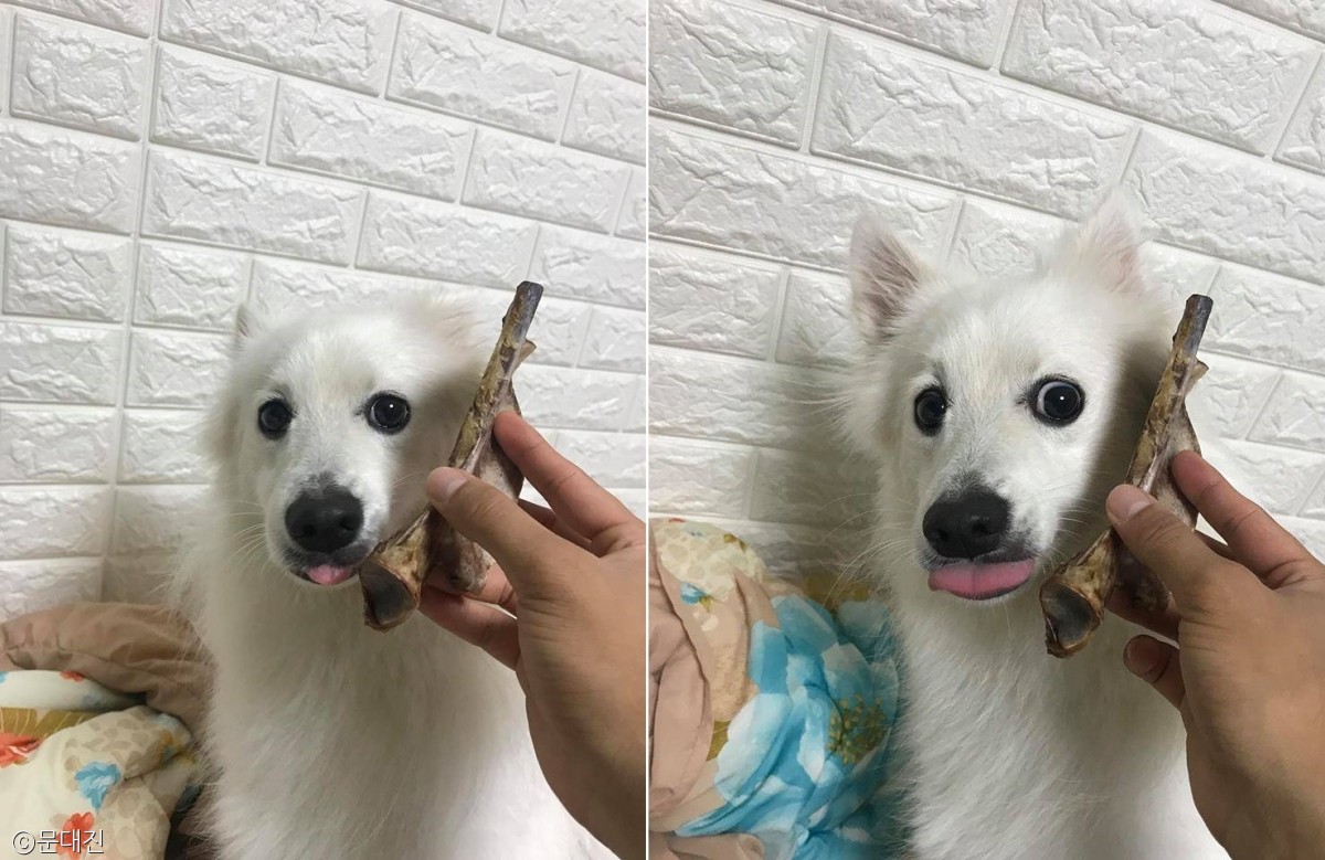 노트펫