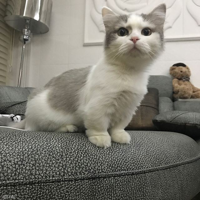 노트펫
