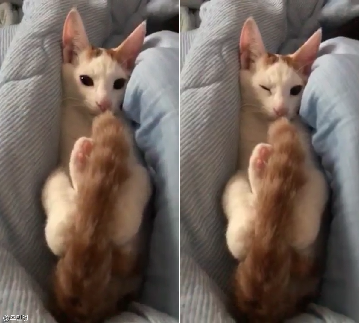 노트펫