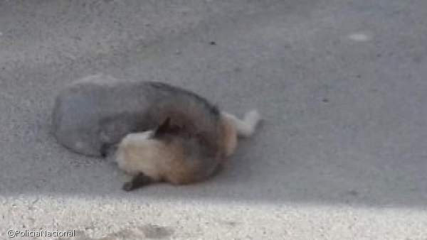 노트펫