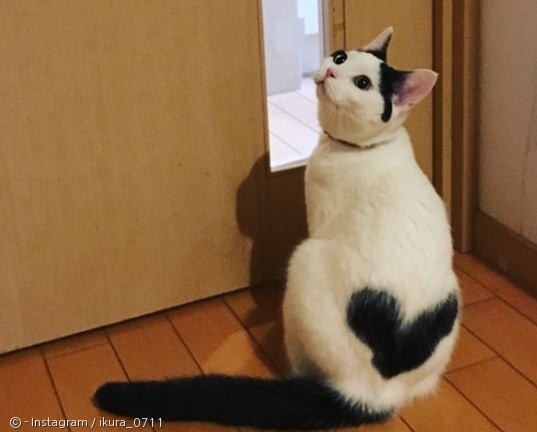 노트펫