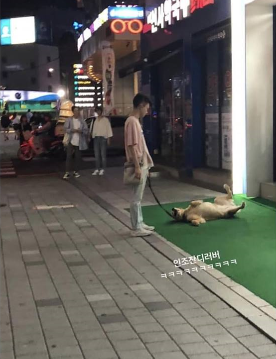 노트펫