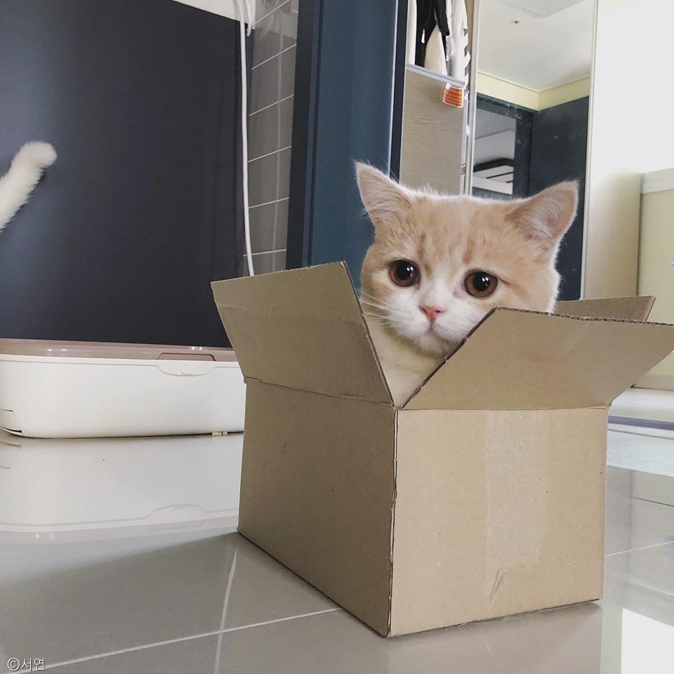 노트펫