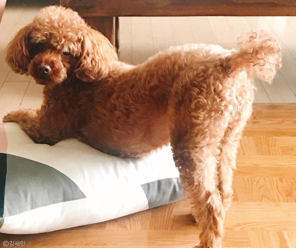 노트펫