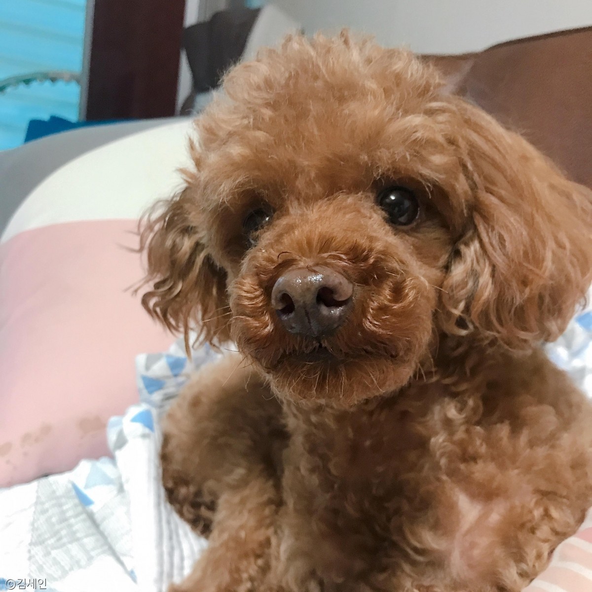 노트펫