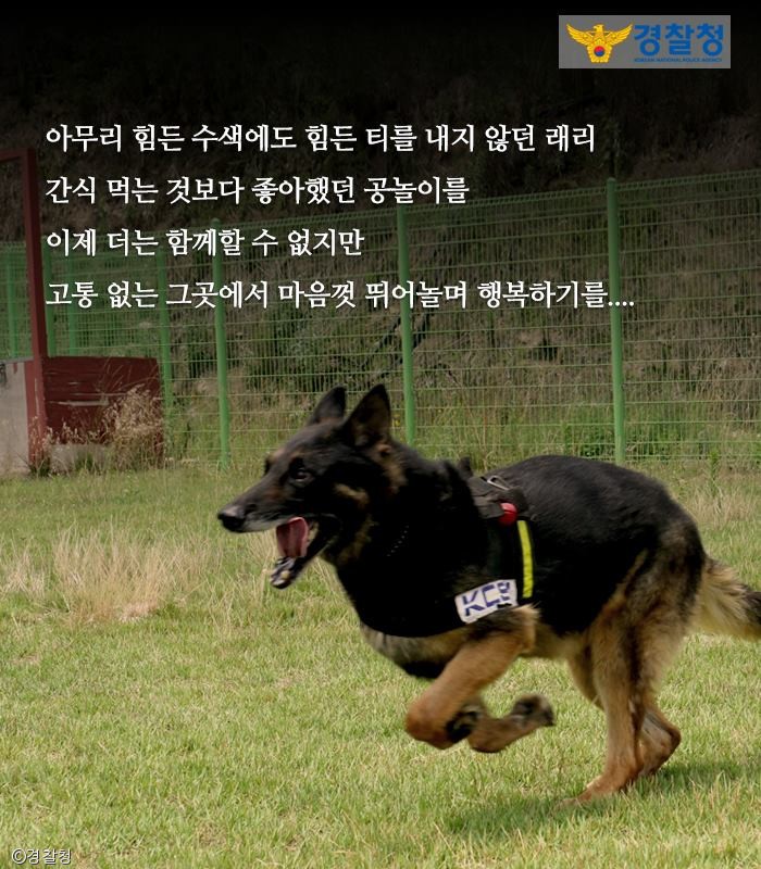 노트펫