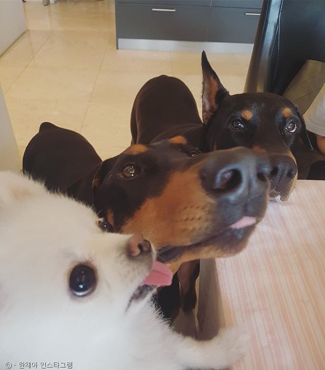 노트펫