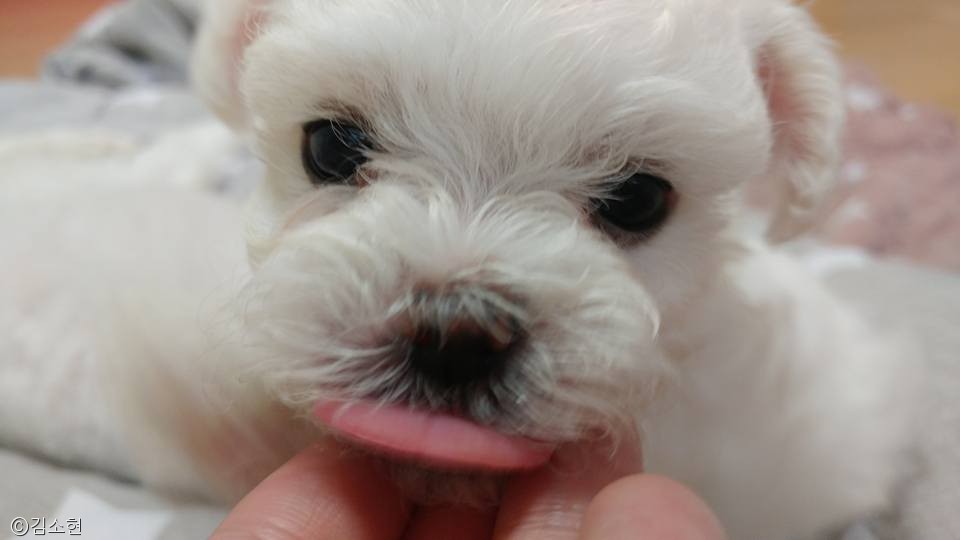 노트펫