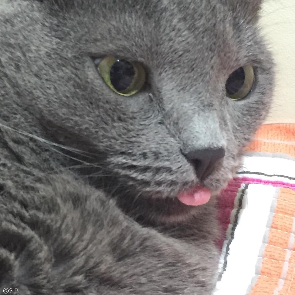 노트펫