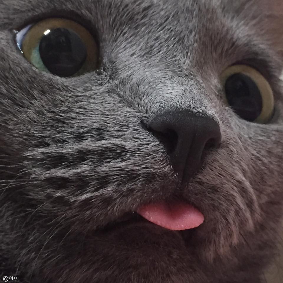 노트펫