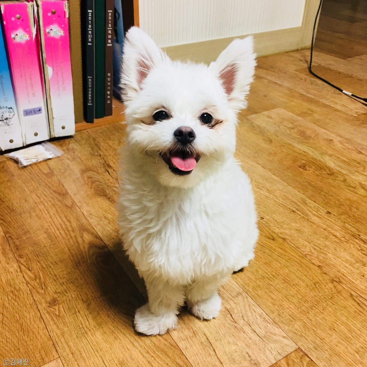 노트펫