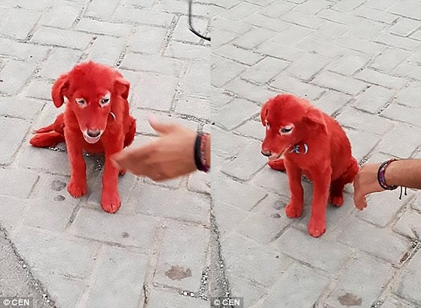 노트펫