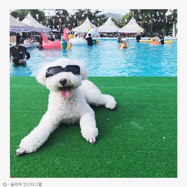 노트펫