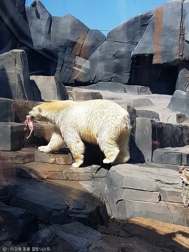 노트펫