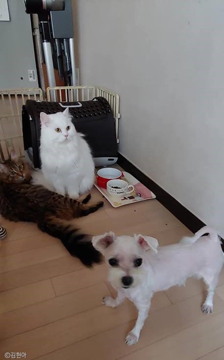 노트펫