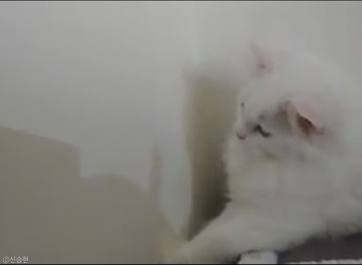노트펫