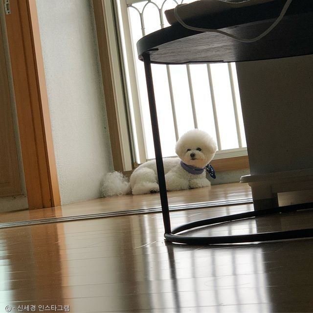 노트펫