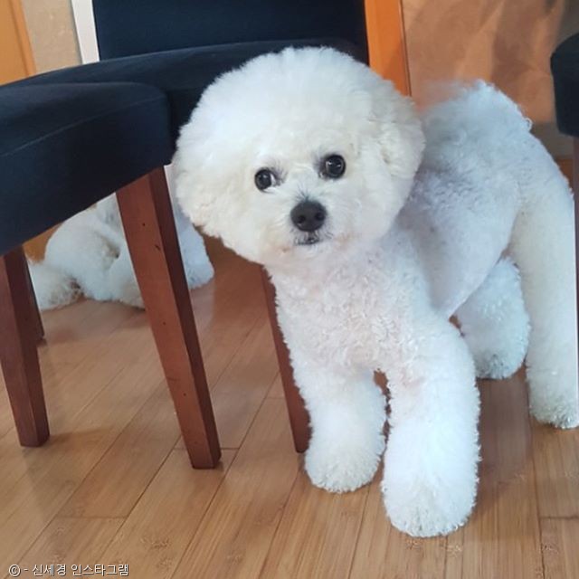 노트펫