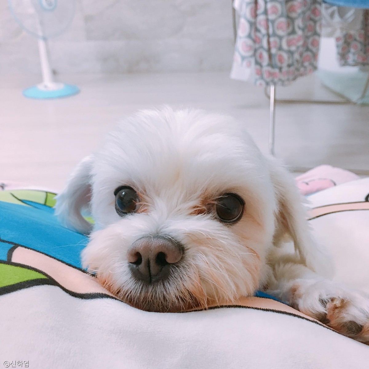 노트펫