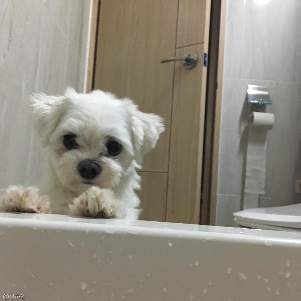 노트펫