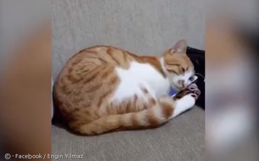 노트펫