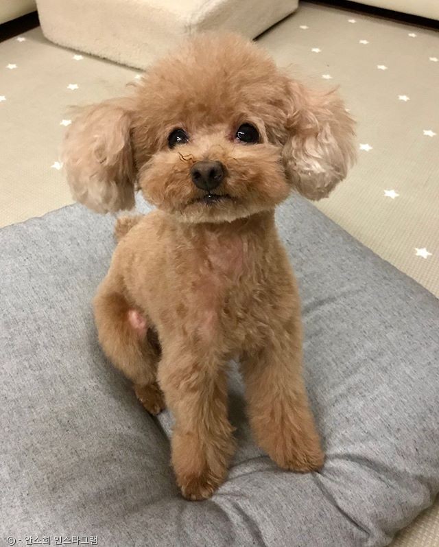 노트펫