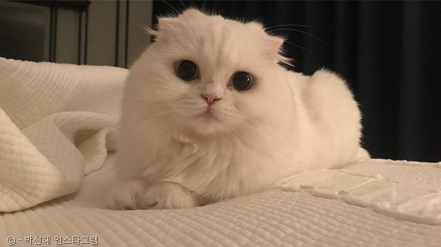 노트펫