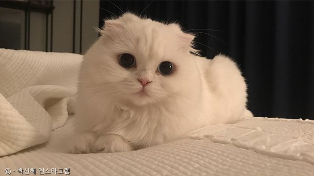 노트펫