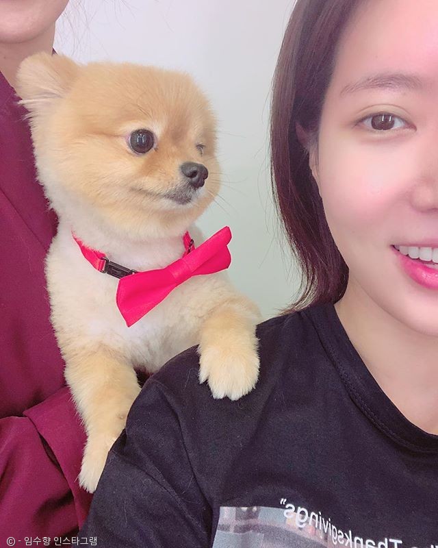 노트펫
