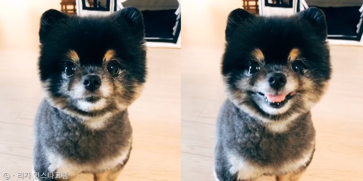 노트펫