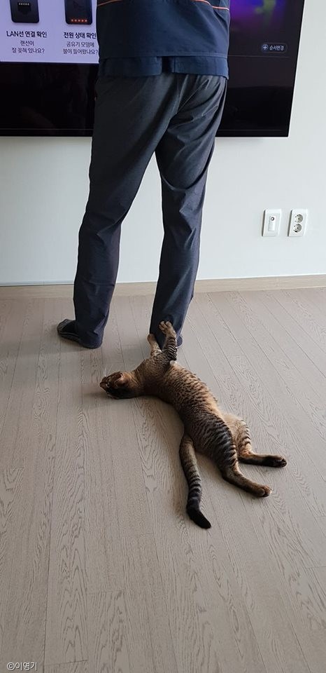 노트펫