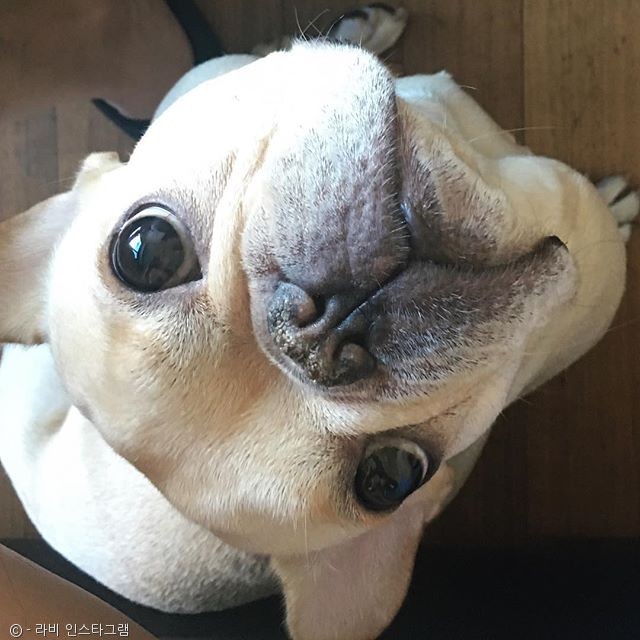 노트펫