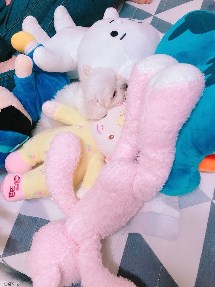 노트펫