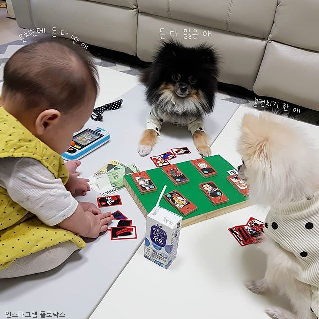 노트펫