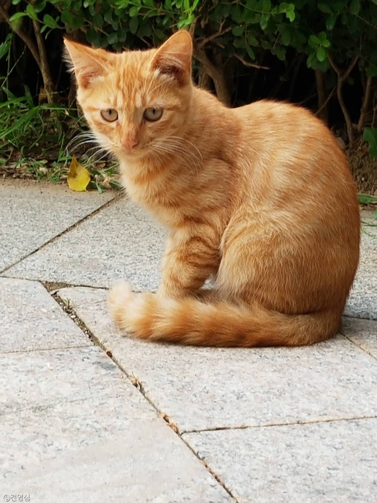 노트펫