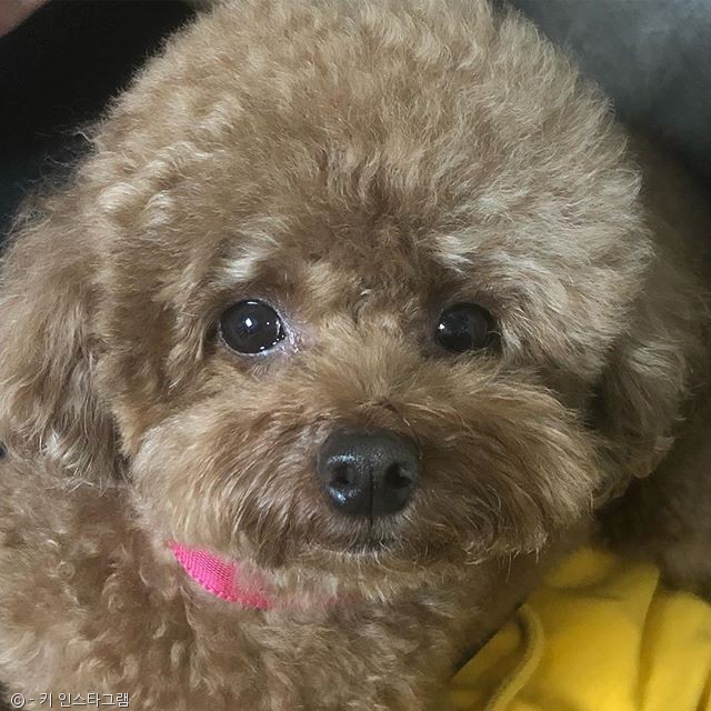 노트펫