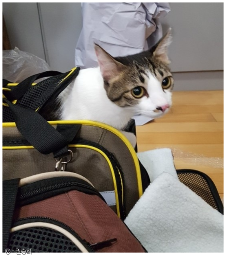 노트펫