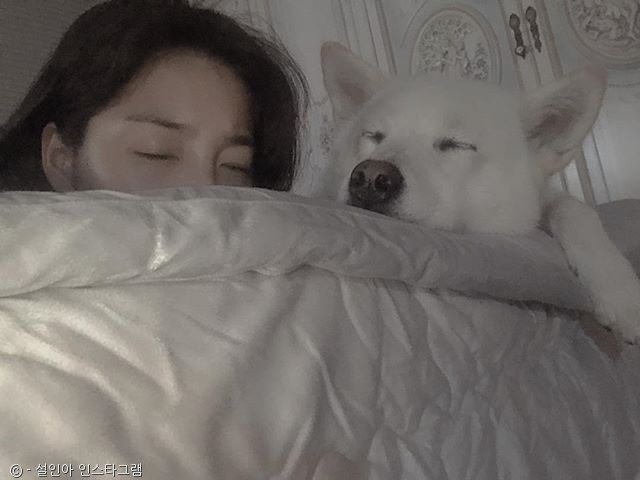 노트펫