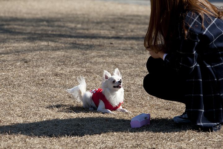 노트펫