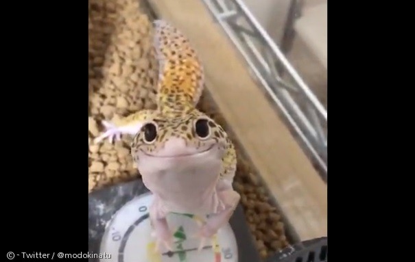 노트펫