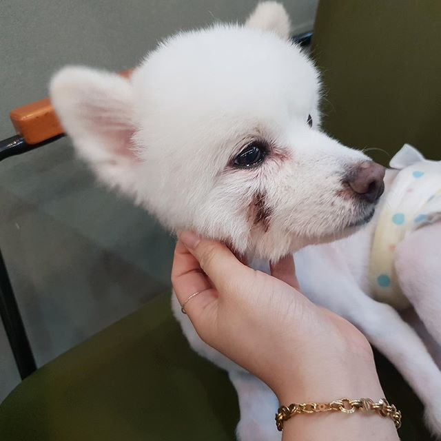 노트펫