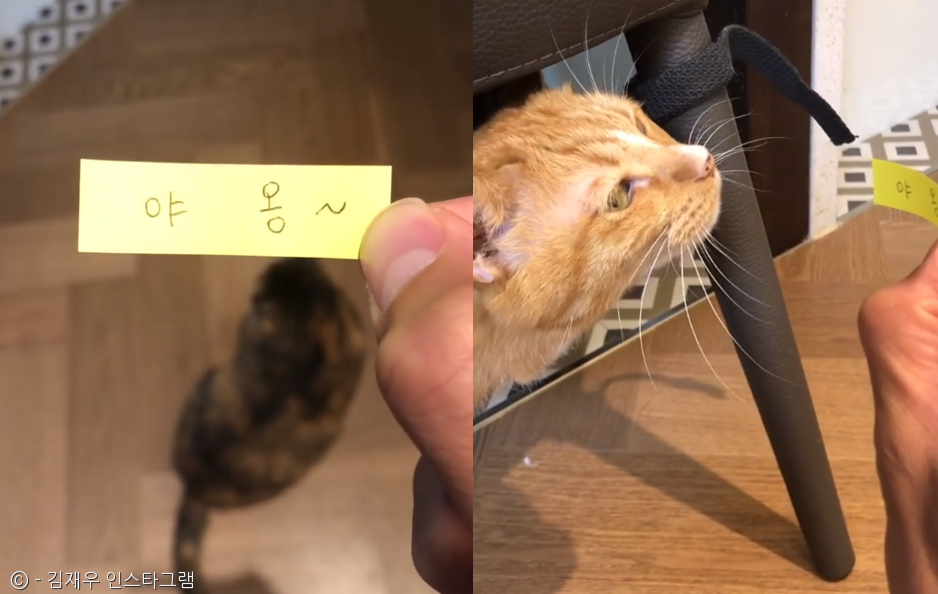 노트펫
