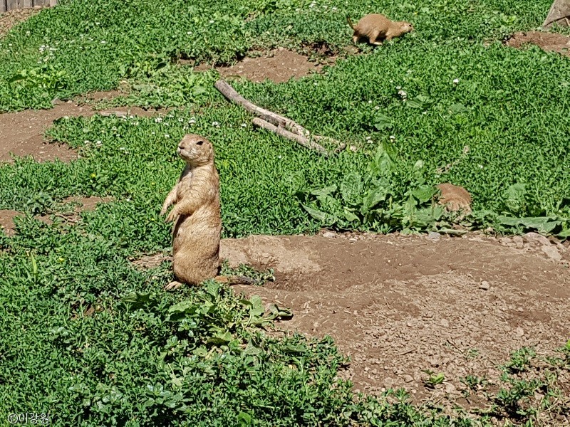 노트펫
