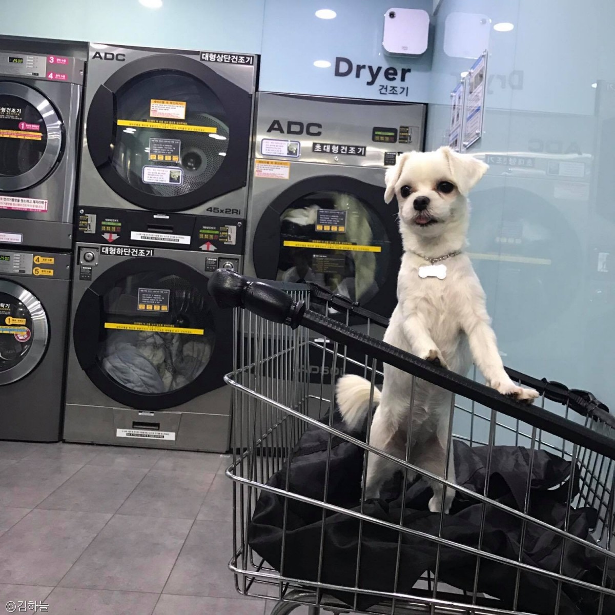 노트펫