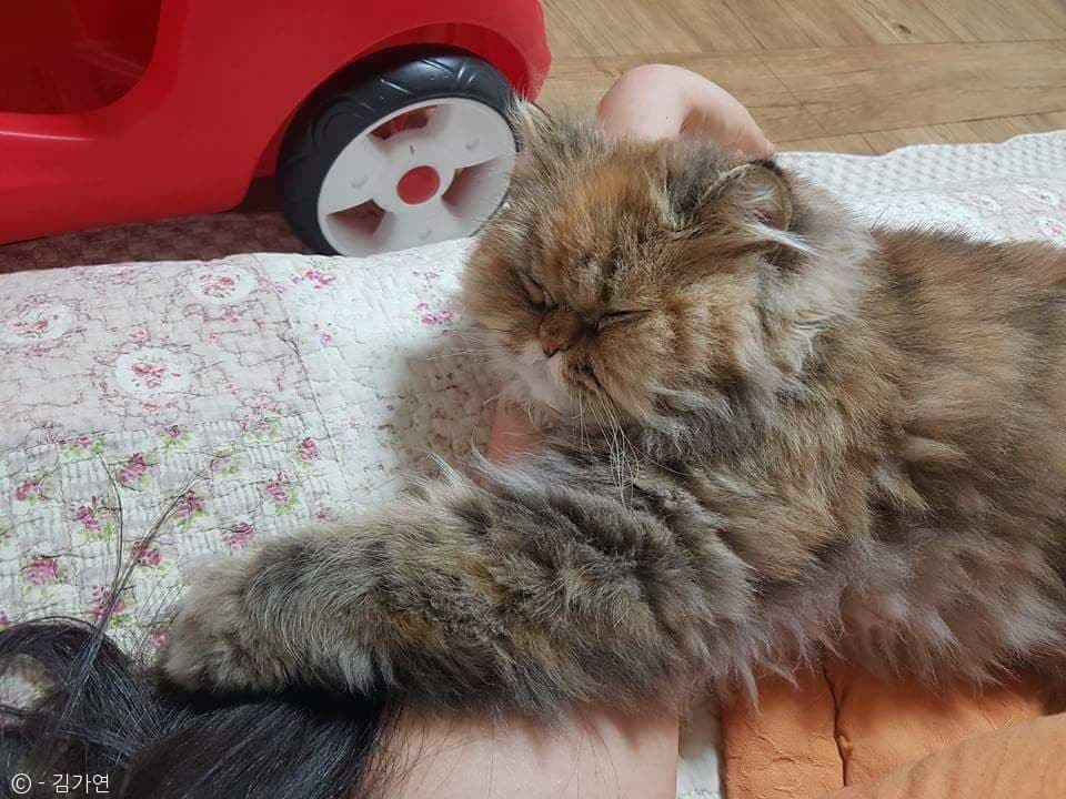 노트펫