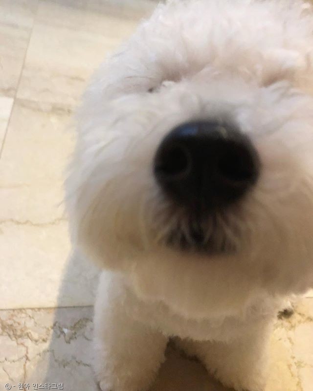 노트펫