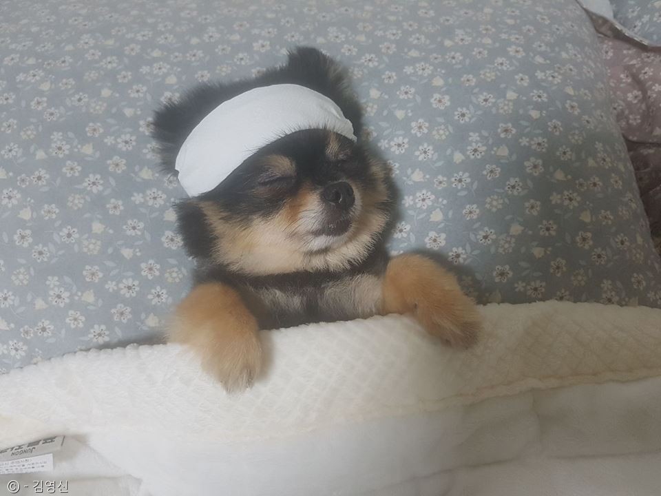 노트펫